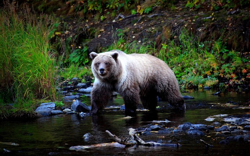 Brown Bear in Stream