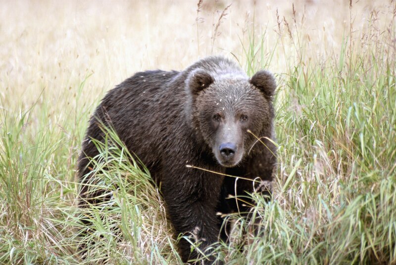 Brown bear in tall grass