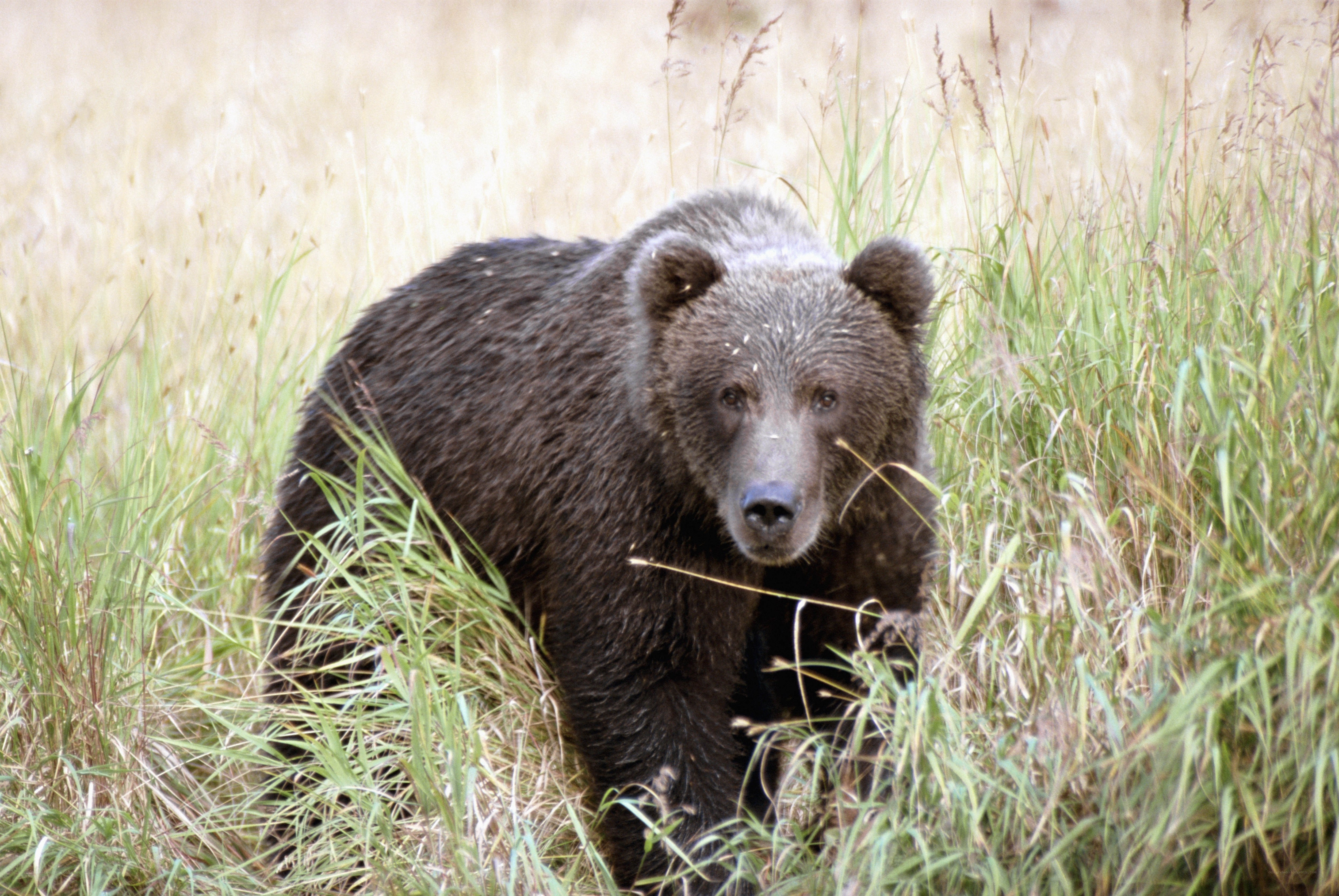 Brown bear in tall grass
