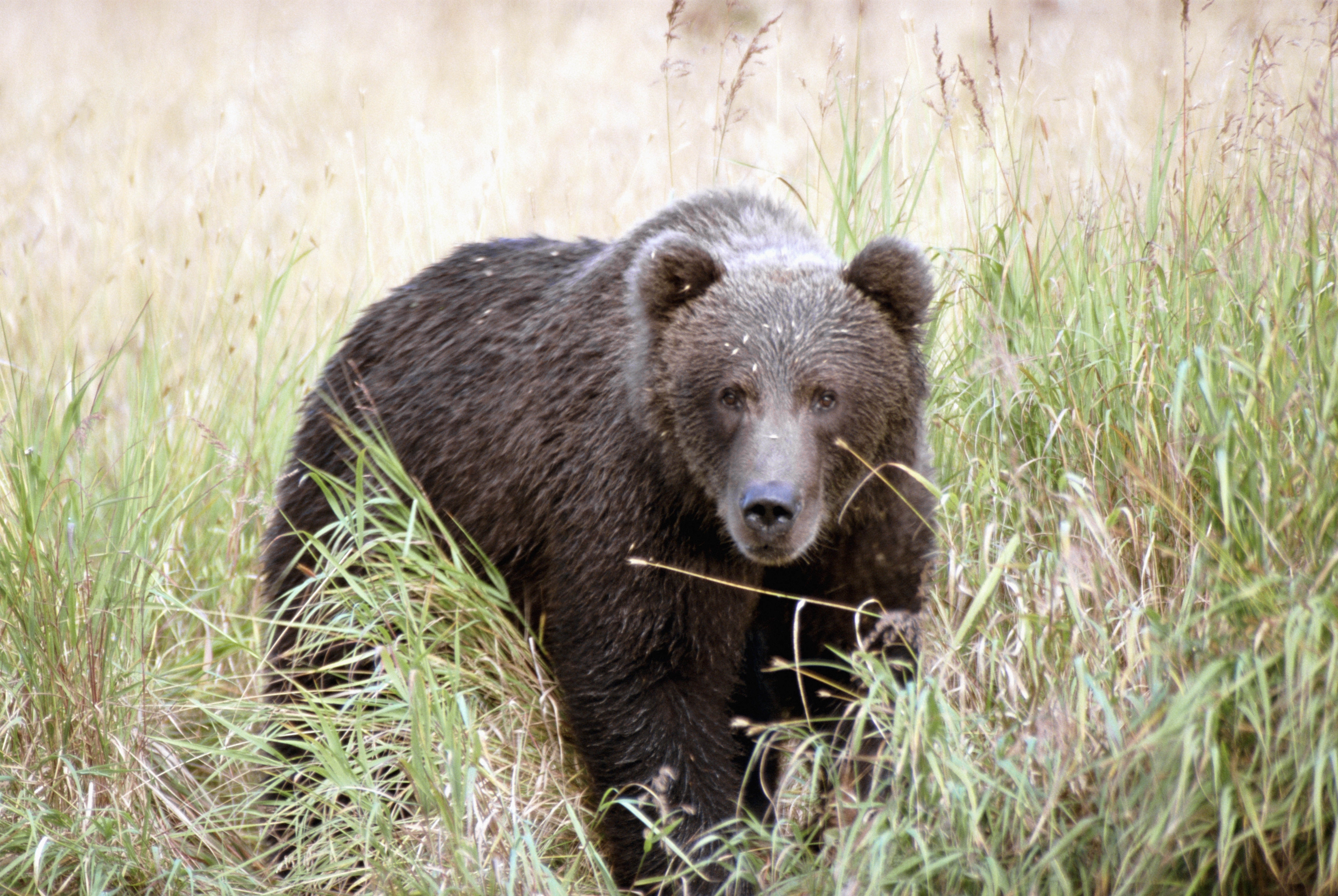 Brown bear in tall grass