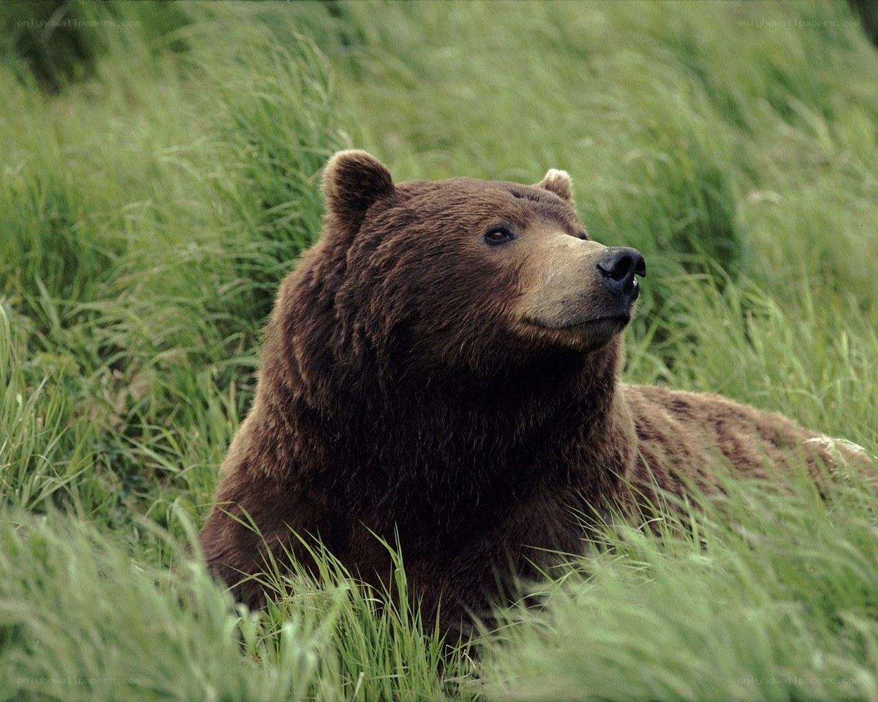 Brown bear in tall grass