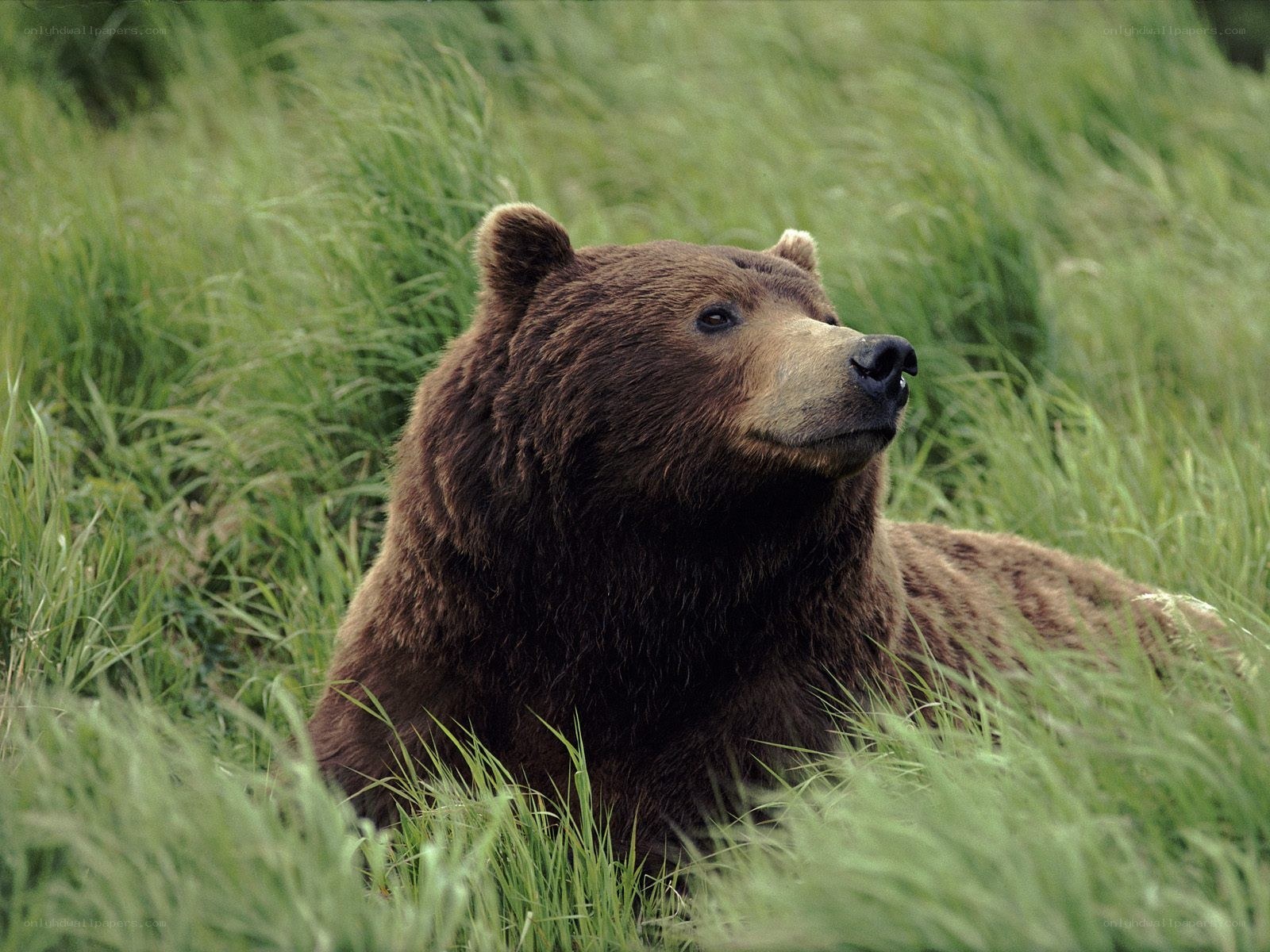 Brown bear in tall grass