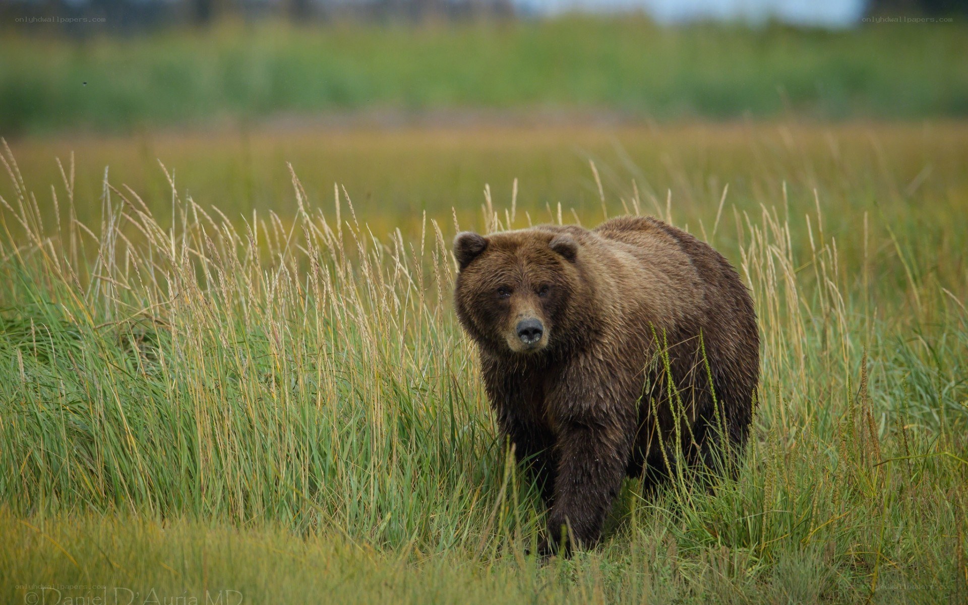 Brown bear in tall grass
