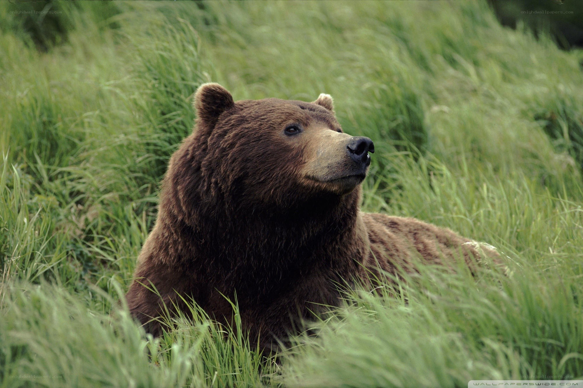 Brown bear in tall grass
