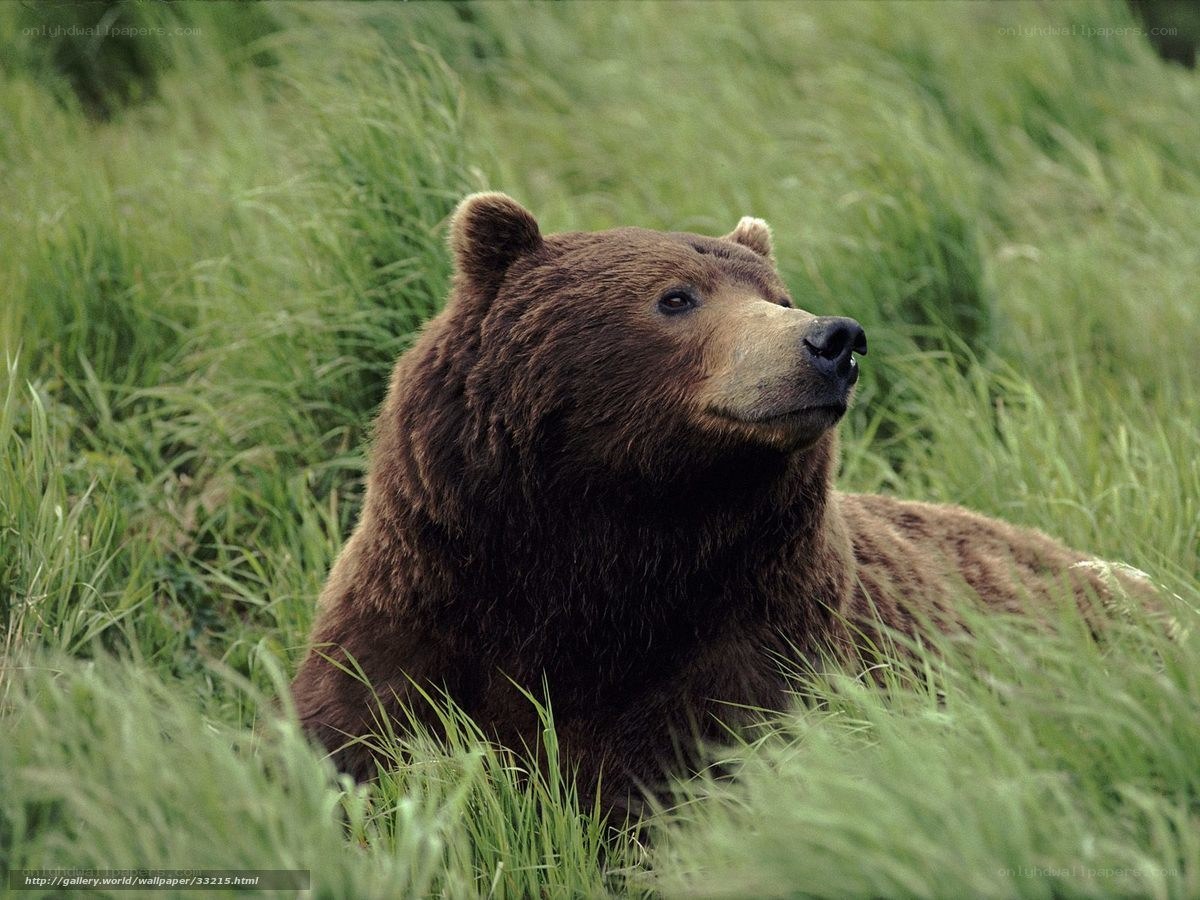 Brown bear in tall grass