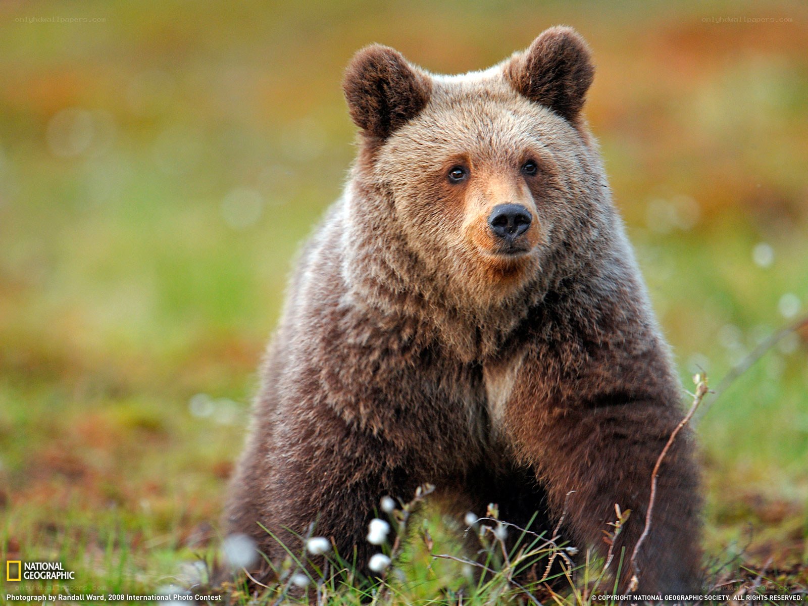 Brown bear in the wild