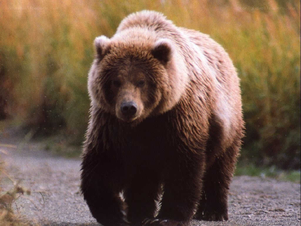 brown bear in the wild