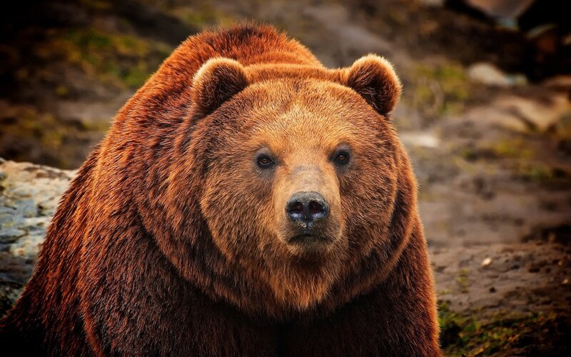brown bear in the wild