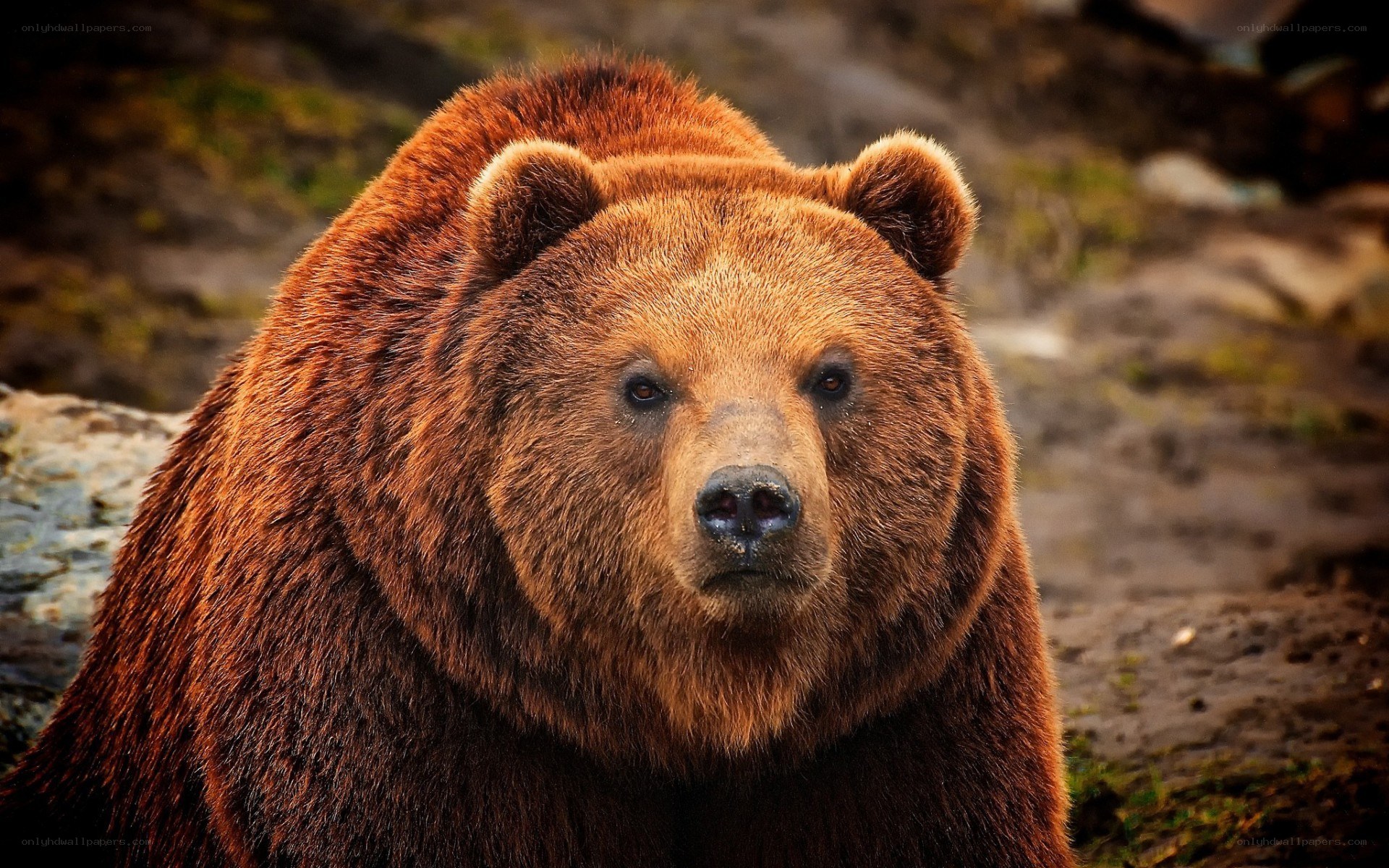 brown bear in the wild