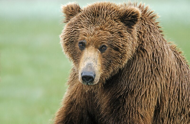 brown bear in the wild