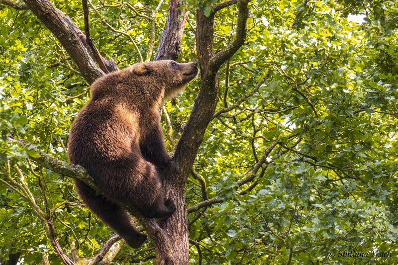Brown Bear in Tree — Green, Natural