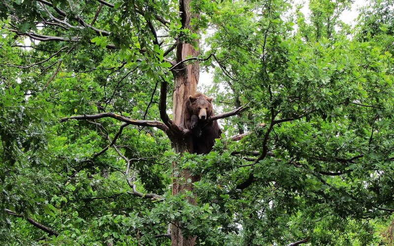 Brown Bear in Tree — Green