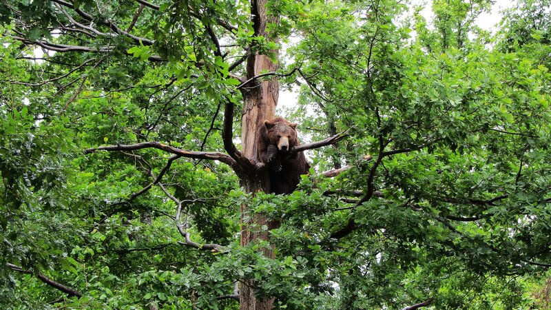 Brown Bear in Tree