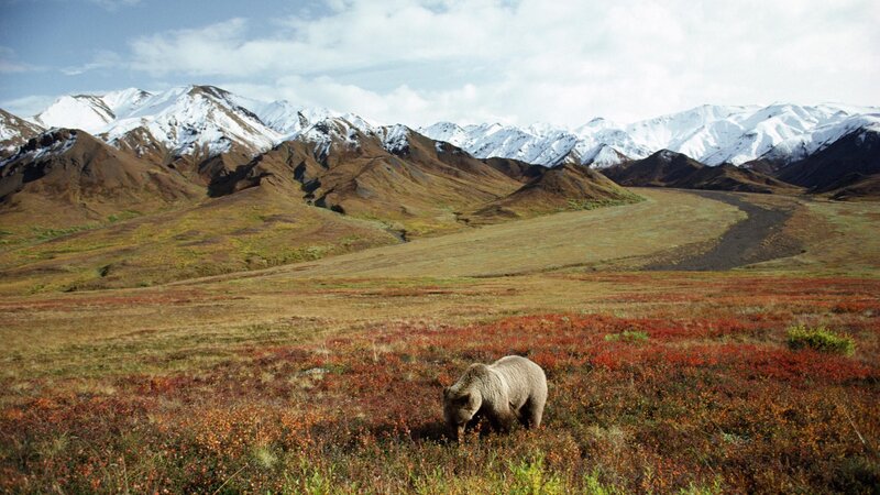 Brown Bear in Tundra — Serene, Autumn, Photograph, Mountains