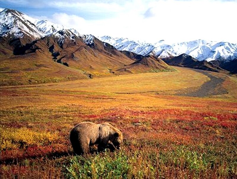Brown Bear in Tundra