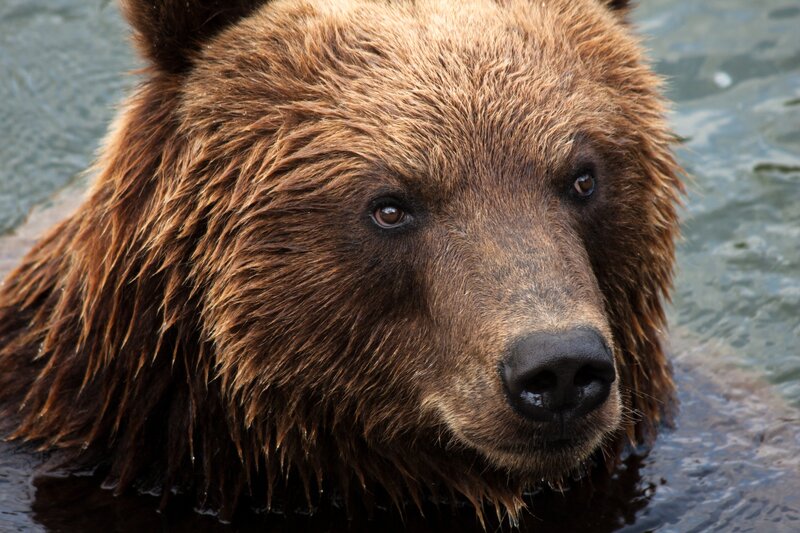 brown bear in water