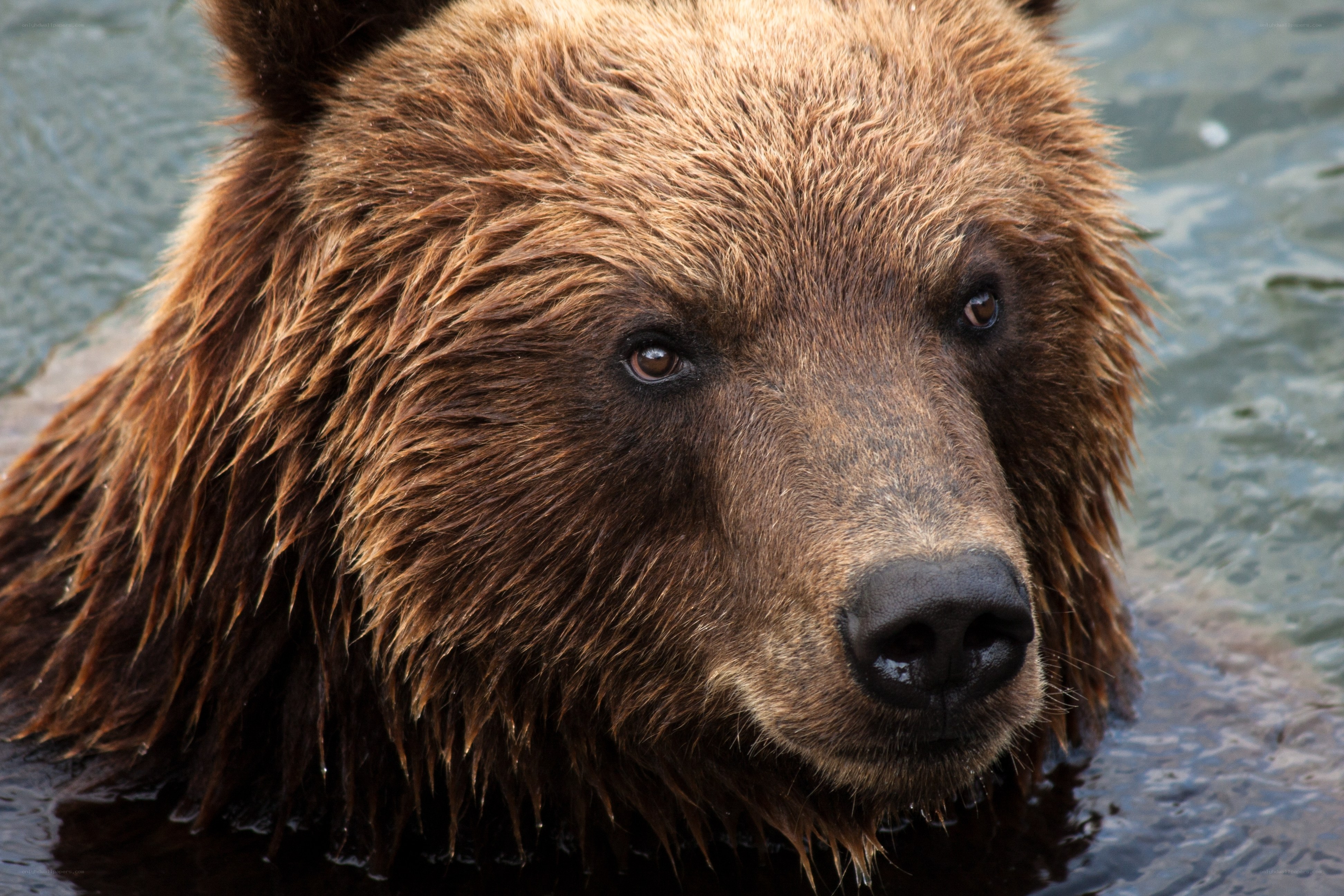 brown bear in water
