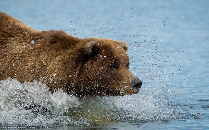 Brown bear in water