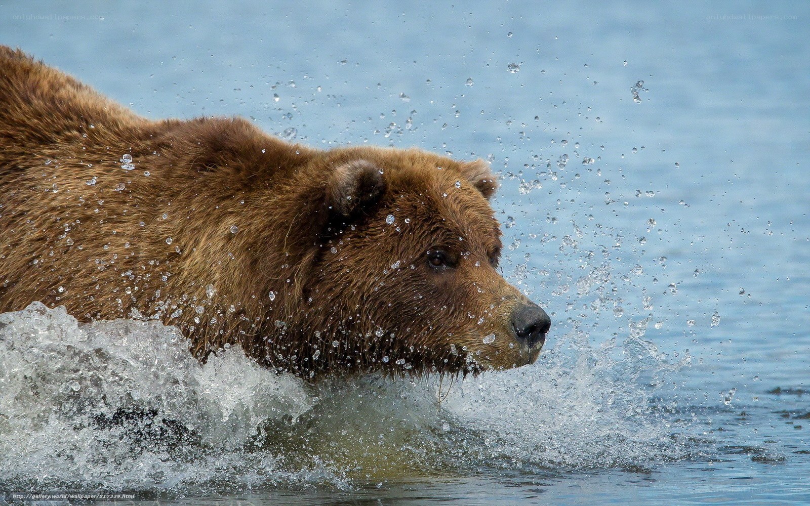 Brown bear in water