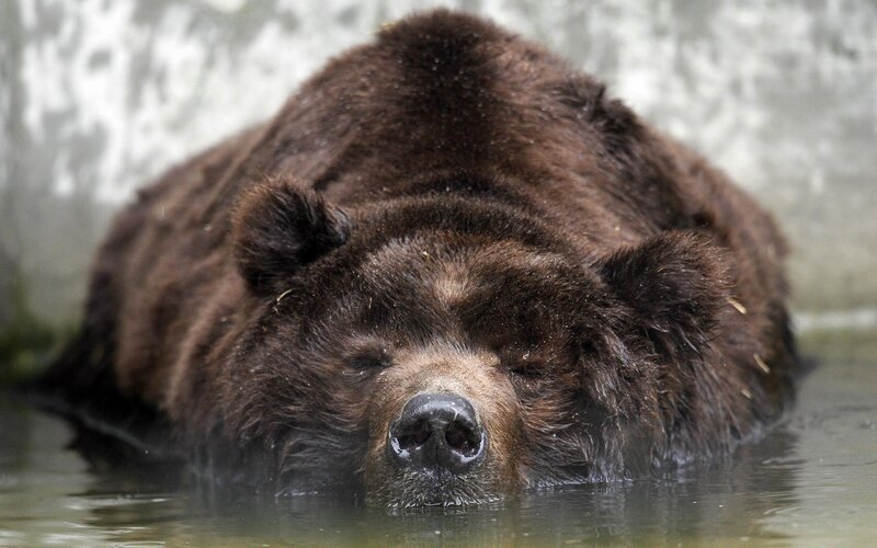 brown bear in water