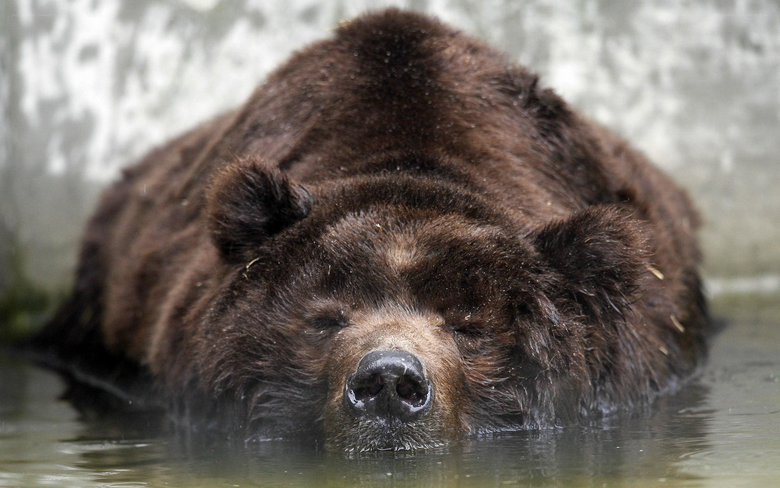 brown bear in water