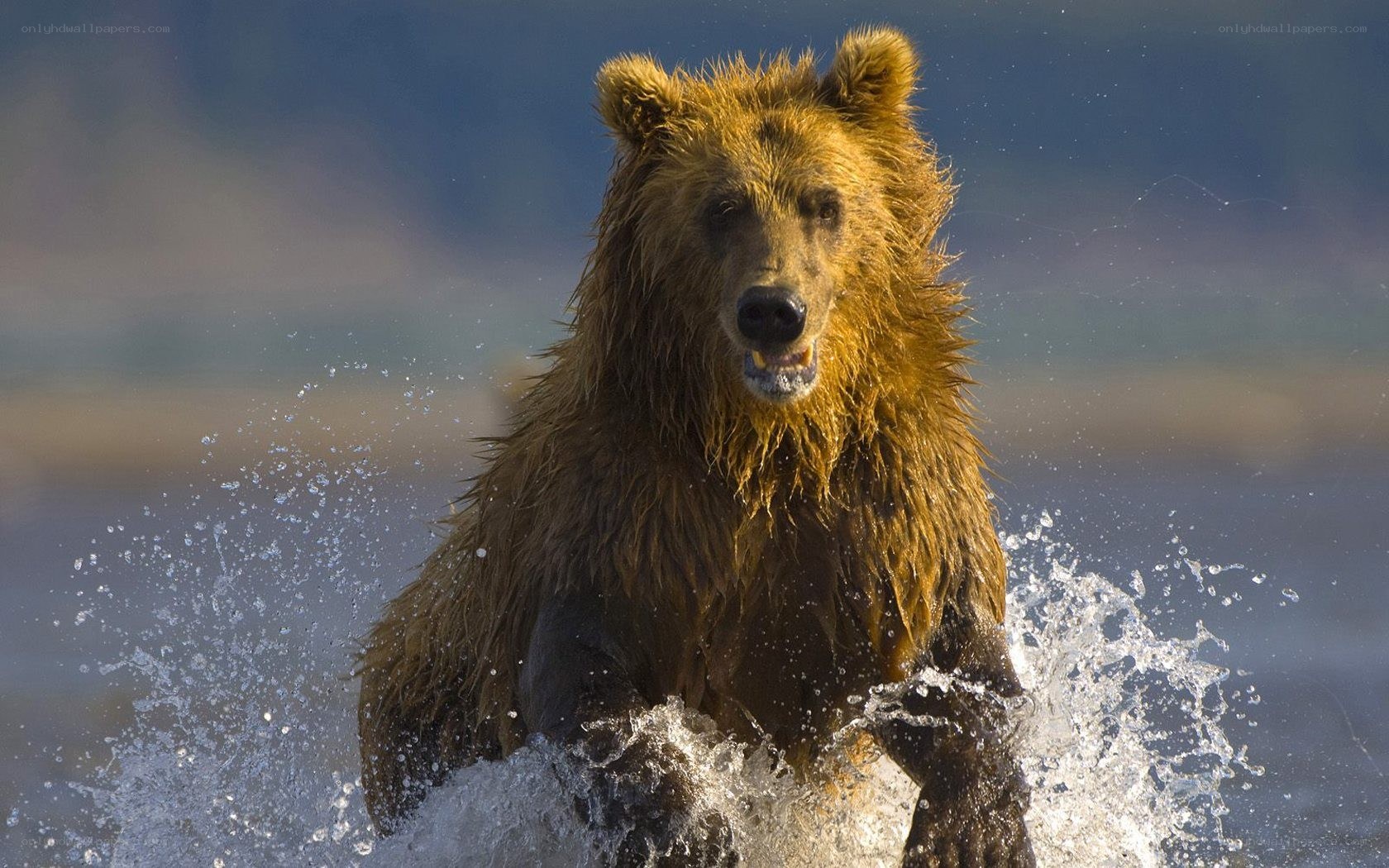 Brown bear in water