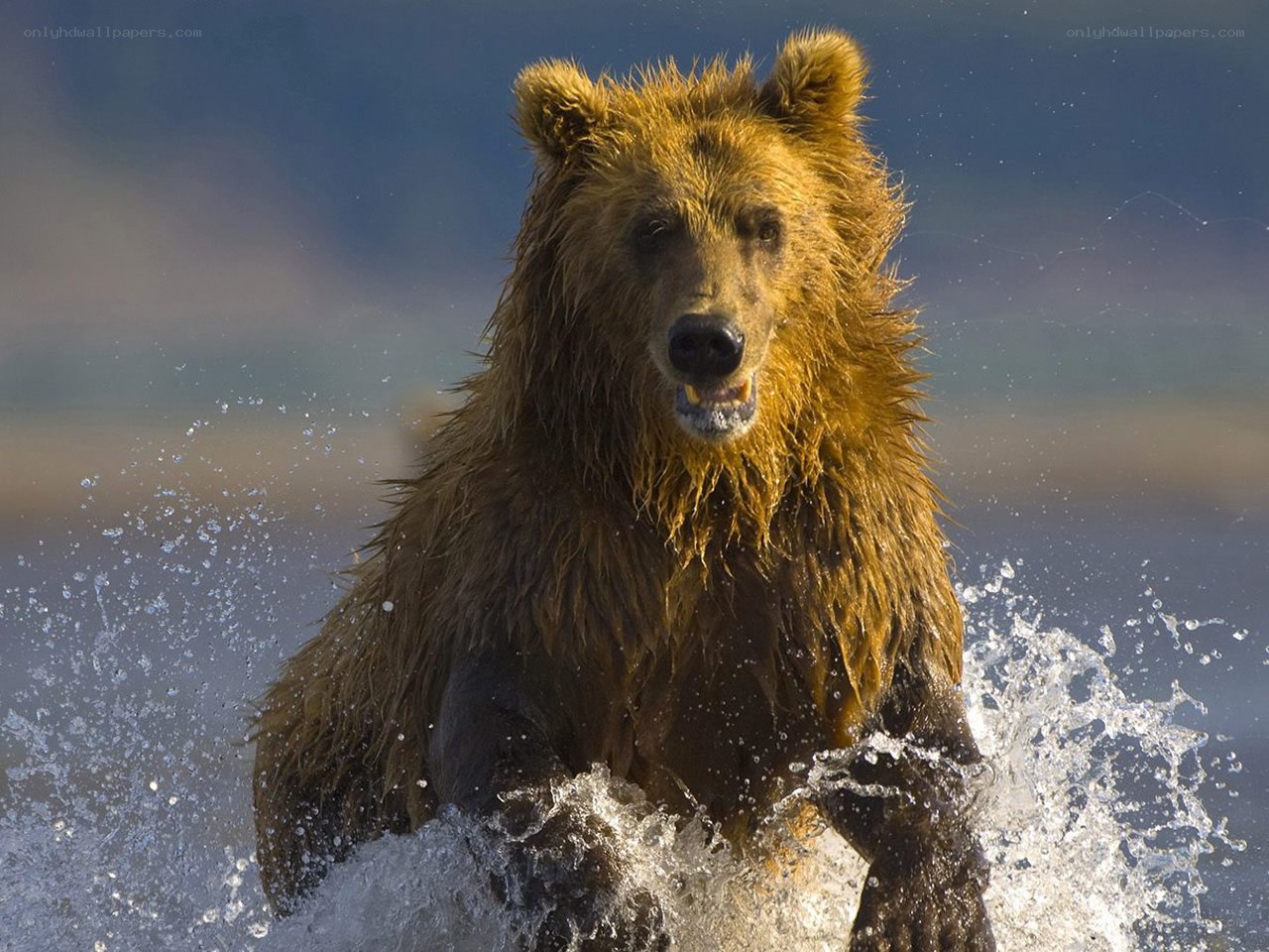 Brown bear in water