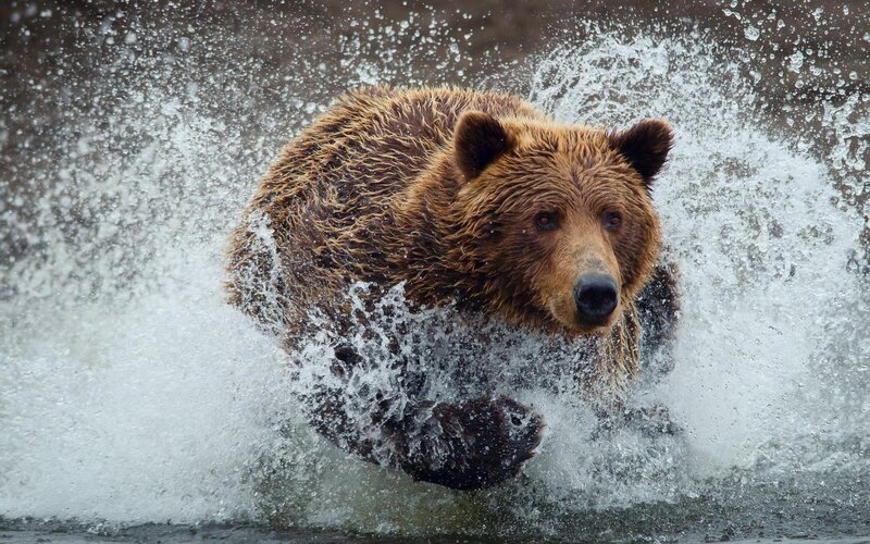 Brown Bear in Water — Black