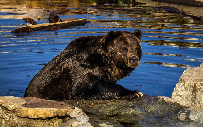 Brown Bear in Water — Blue, Calm