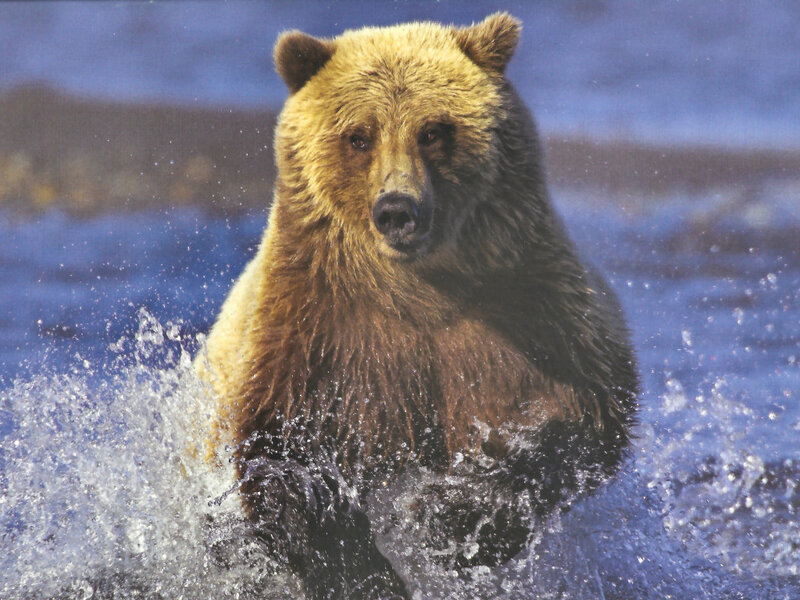 Brown Bear in Water — Blue, Dynamic