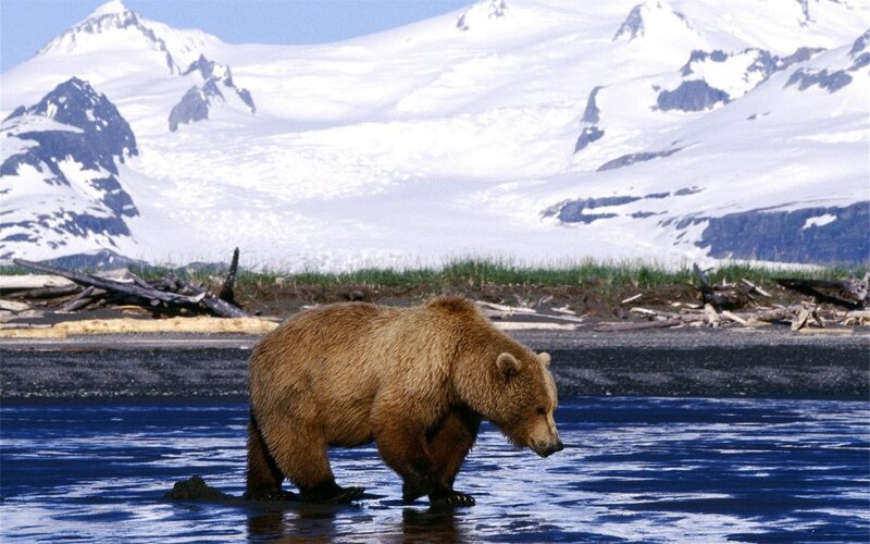Brown Bear in Water — Blue, Natural, Afternoon, Photograph