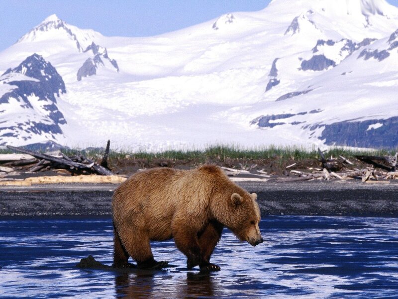 Brown Bear in Water — Blue, Serene