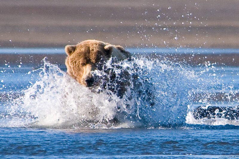 Brown Bear in Water — Blue