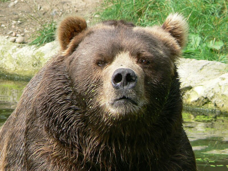Brown Bear in Water — Calm, Afternoon, Photograph