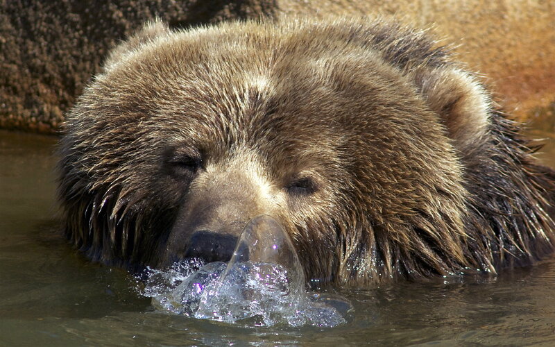 Brown Bear in Water — Calm, Afternoon