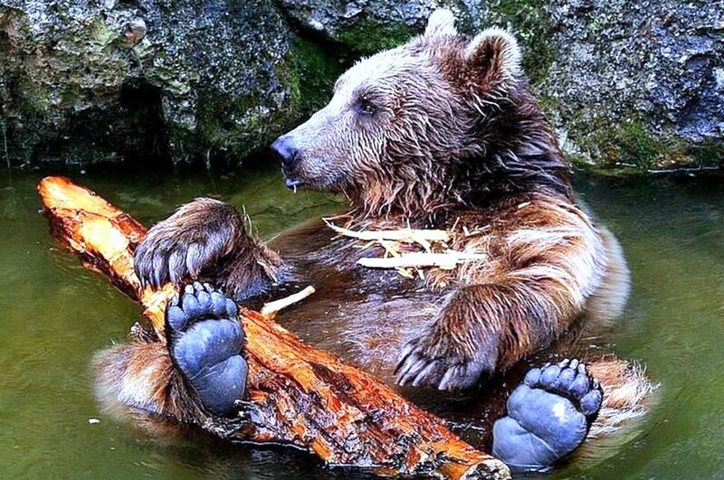 Brown Bear in Water — Calm, Photograph, Log