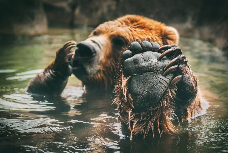 Brown Bear in Water — Calm, Photograph, Paws, Rocks