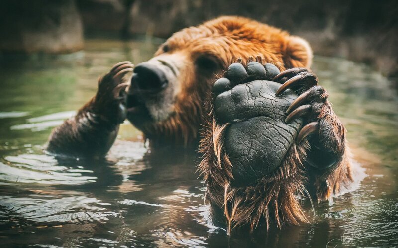 Brown Bear in Water — Calm, Photograph, Paws