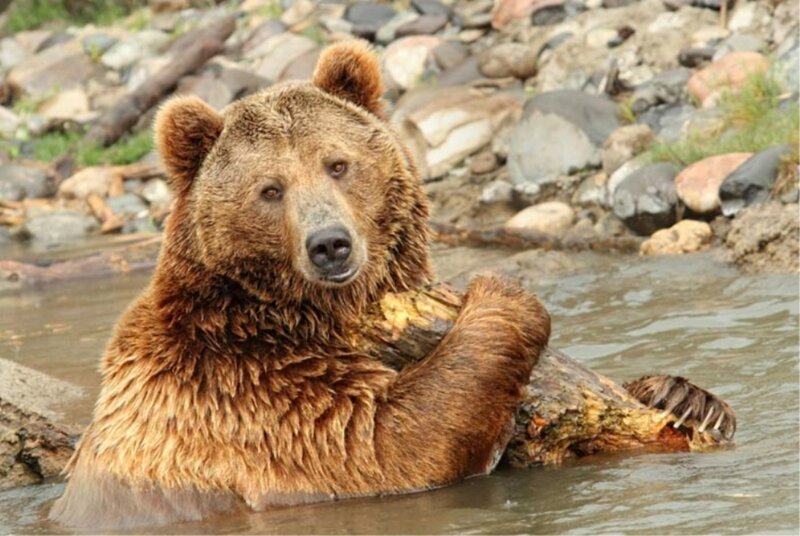Brown Bear in Water — Calm, Photograph, River