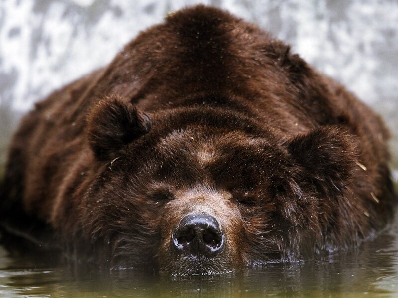 Brown Bear in Water — Calm, Photograph, Rock