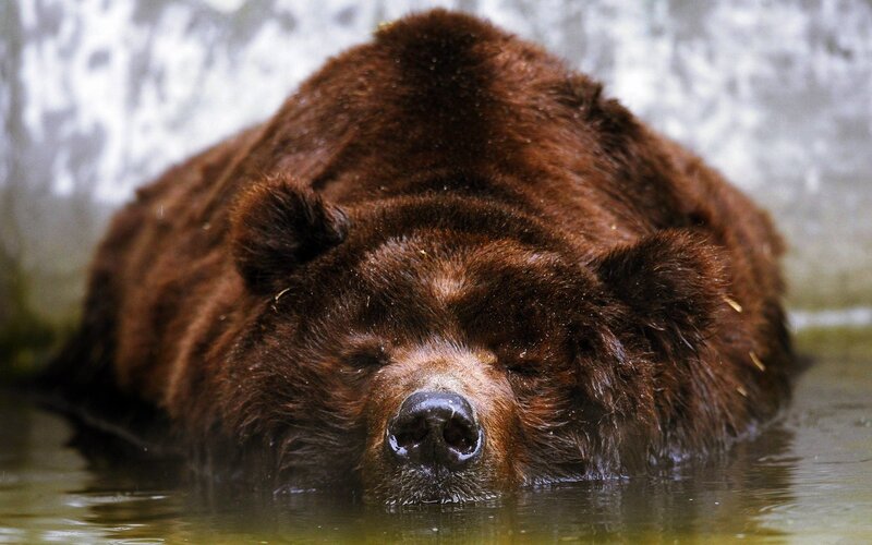 Brown Bear in Water — Calm, Photograph