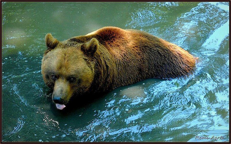 Brown Bear in Water — Calm