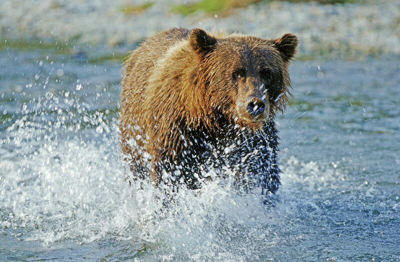 Brown Bear in Water — Dynamic, Afternoon