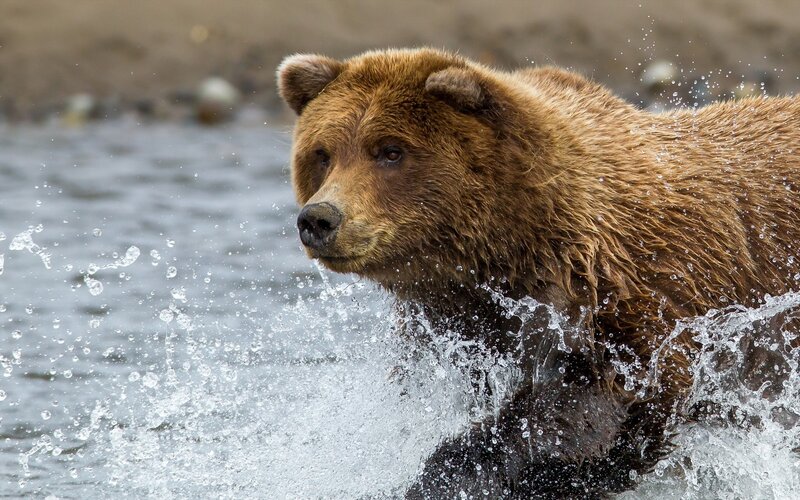 Brown Bear in Water — Dynamic, Photograph, River, Splashes