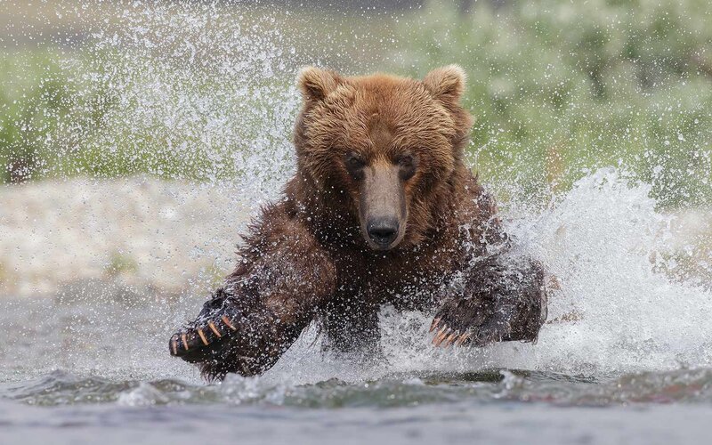 Brown Bear in Water — Dynamic, Photograph, River