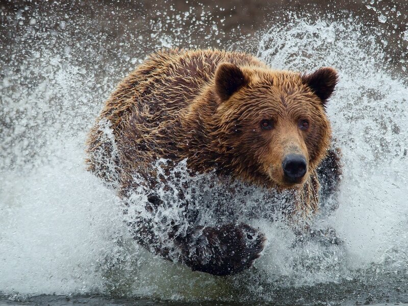 Brown Bear in Water — Dynamic, Photograph, Splash