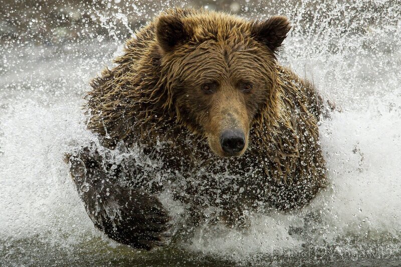Brown Bear in Water — Dynamic, Photograph, Splashes