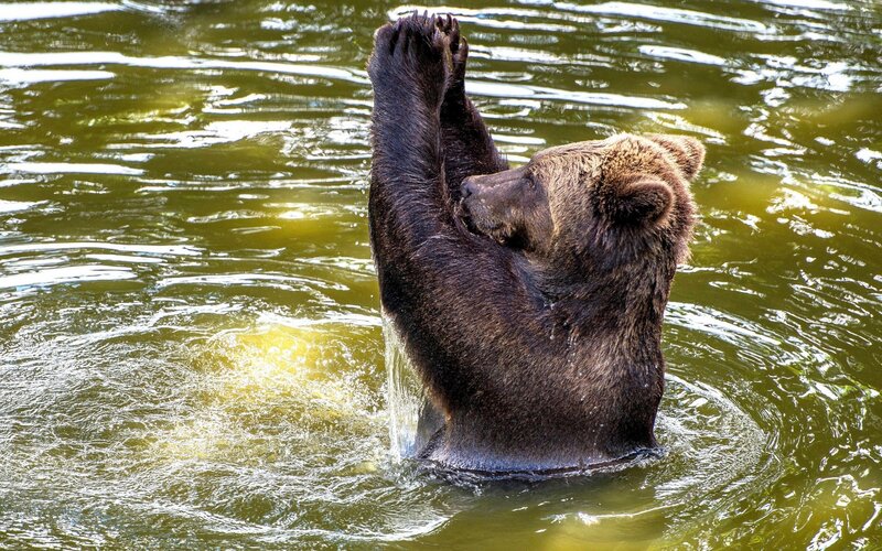 Brown Bear in Water — Green, Calm, Afternoon