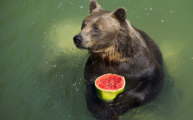 Brown Bear in Water — Green, Calm