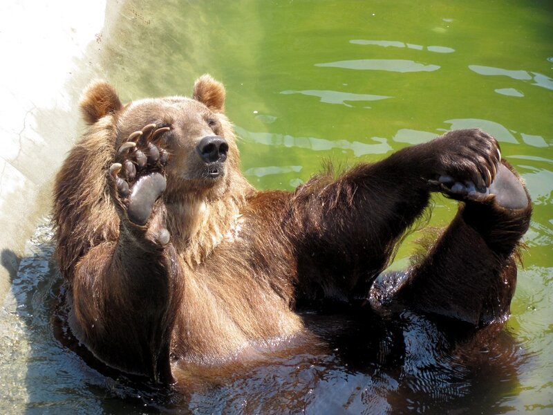 Brown Bear in Water — Green, Relaxed